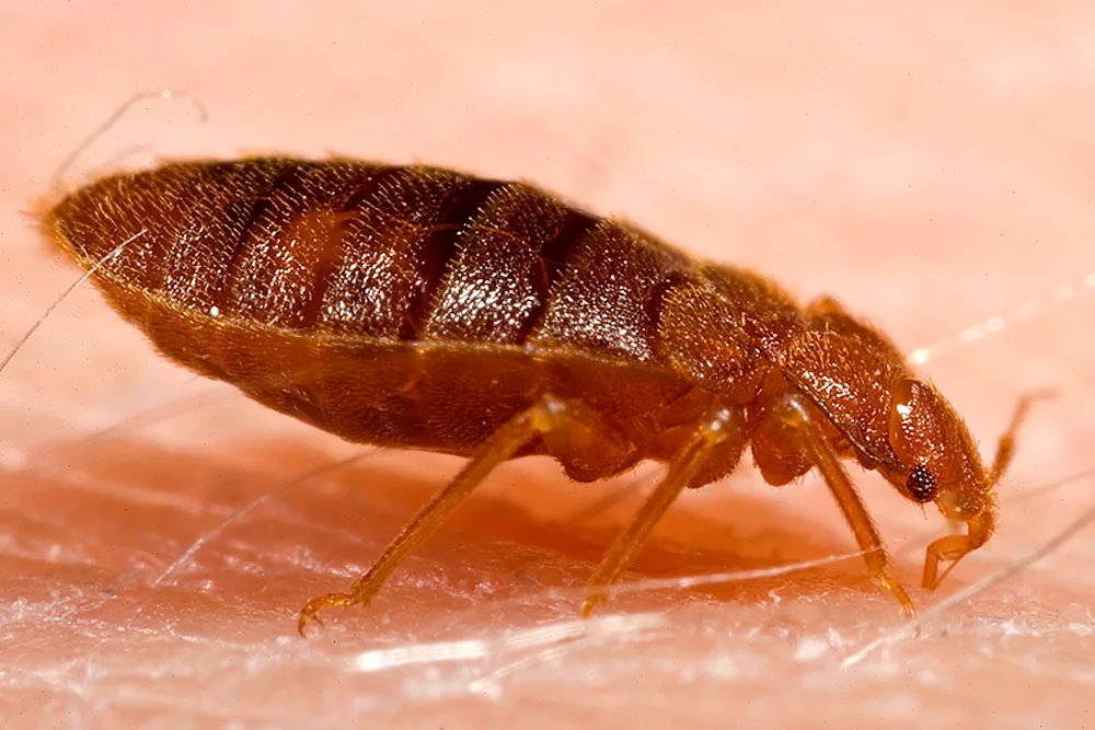 Real adult bed bug with a flat oval reddish-brown body