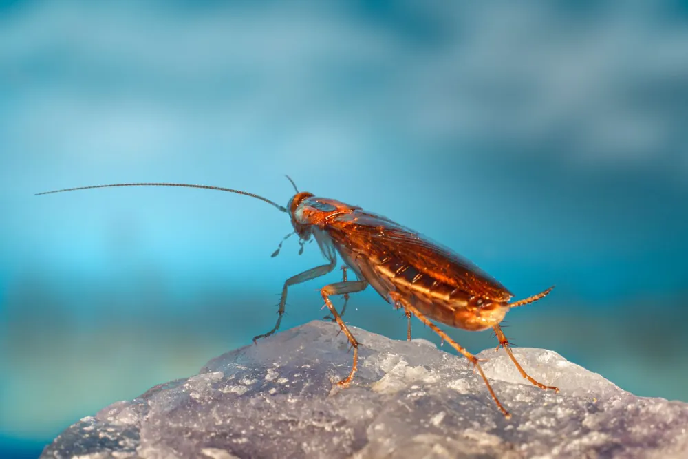 Real cockroach shown in close detail