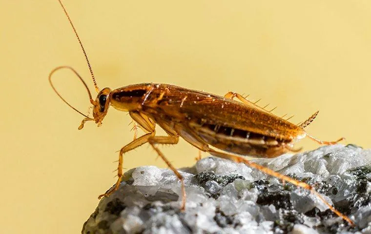 Real German cockroach with two dark stripes behind its head