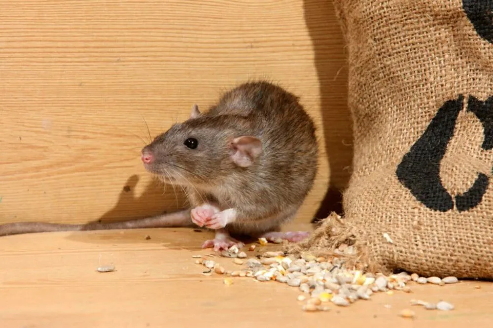 Real brown rat beside a grain sack in a storage area